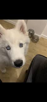 Husky Auge Plotzlich Anders Gesundheit Und Medizin Hund Augen