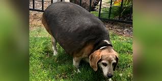 Healthy hounds and fat cats is your full service dog daycare and boarding facility in durango, co. Wolfgang The Obese Beagle Is On His Way To Losing 65 Pounds