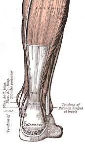 Maybe you would like to learn more about one of these? Achilles Tendon Rupture Wikipedia