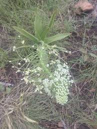 Image result for Schizocarphus nervosus