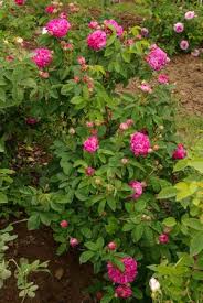 Duc De Cambridge 1mx1m Bildet Besonders Eifrig Auslaufer Und Wird Dadurch Schnell Breiter Als 1 M Zuchten Garten Ideen Cambridge