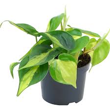 O brasil é um país localizado na américa do sul. Philodendron Brasil Topf O Ca 12 Cm Philodendron Scandens Kaufen Bei Obi