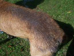 Mites, fleas), and pollen among others. My Dog Has Moderate Hair Loss Around The Back Elbows And Knees She Also Has Been Losing Weight But Might Be Starting