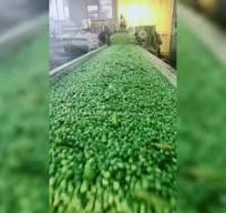 Quick Freezing Line Green Bean and Broad Bean Frozen Freezing Vegetable  Washer Production Packing Line