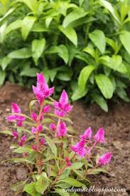 Celosia Intenz New Baby Products Plant Sale Garden