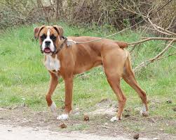 Why You Should Carefully Consider The Practice Of Docking Cropping American Kennel Club Breeds Pet Owners