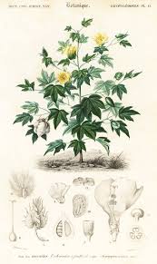 Image result for Gossypium barbadense