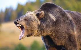The memphis grizzlies weren't intimidated being the youngest team in the nba playoffs sunday. Here Is What To Do If You Run Into A Cougar Black Bear Or Grizzly Bear In B C Pique Newsmagazine
