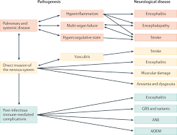 Other neurons, known as efferent nerves, carry signals only from the central nervous system to effectors such as muscles and glands. Lifting The Mask On Neurological Manifestations Of Covid 19 Nature Reviews Neurology