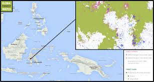 sulawesi communities build big unique houses by sustainably managing forests