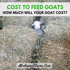 A guide to proper goat nutrition. Cost To Feed Goats How Much Does A Goat Cost Mranimal Farm