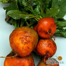 Maybe you would like to learn more about one of these? Beet Seeds Golden Detroit Sow True Seed