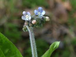 Image result for Cynoglossum inyangense