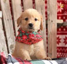Golden retrievers were bred to retrieve waterfowl with their owners while hunting. Goldenretriever Retriever Charming Puppiesofpinterest Pinterestpuppies Lancasterpuppies Puppies Pups Pup Puppy Funlov Cute Animals Cute Dogs Puppies