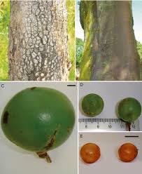 Image result for Strychnos henningsii