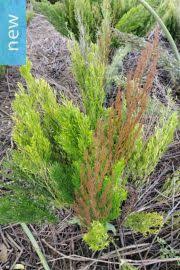 Image result for Asparagus suaveolens