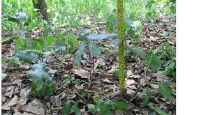 Image result for Scorodophloeus fischeri