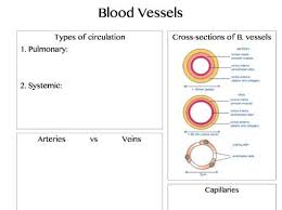 The blood vessel which receives blood from left ventricle. Physical Education Aqa New Alevel Anatomy And Physiology Summary Sheet Templates Teaching Resources