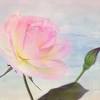 Red roses wallpaper, rose flower wallpaper. 1