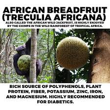 Image result for Treculia