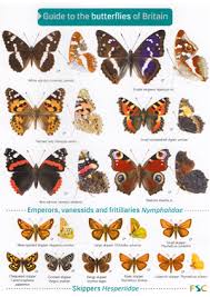 Butterflies Of Britain Laminated Id Chart