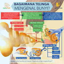 Check spelling or type a new query. Bagaimana Proses Telinga Mendengar Bunyi