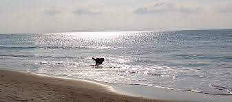 Our top picks lowest price first star rating and price top directly on the beach, sonesta resort hilton head island is 10 minutes from shelter cove marina after their trip, guests tell us about their stay. Vacationing With Your Dog On Hilton Head