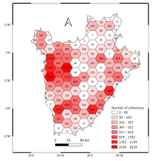 Image result for Virectaria major