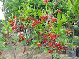 Image result for Ochna manikensis