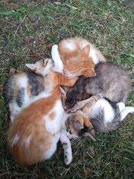 Tatli Yavrular Kedi Park