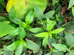 Image result for Spermacoce kirkii