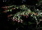 Image result for Diospyros abyssinica