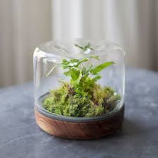 Moss gardens are incredibly easy to make and even easier to care for. 20 Best Terrarium Plants How To Plant A Terrarium