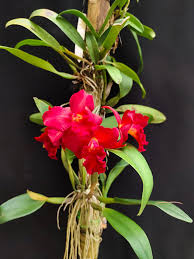 Cattleya Mini Doris 'Red Dragon'