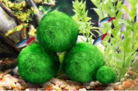 However, it's suggested if you're looking to introduce tank mates that you have two years of experience. Marimo Moss Ball Giant Aquarium Planted Shrimp Betta Fish Freshwater 10x Live Aquarium Plants Pet Supplies Worldenergy Ae