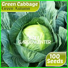 Maybe you would like to learn more about one of these? Jual Benih Biji Sayur Kol Kubis Hijau Green Cabbage Import Kab Badung Bali Gardencenter Tokopedia