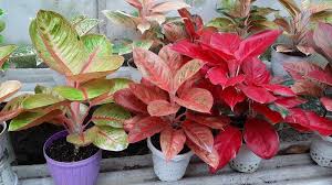 Promo & diskon murah ⚡100% original 15 hari retur ⌛ pengiriman cepat Harga Tanaman Hias Melonjak Hingga Mencapai Jutaan Rupiah Agalonema Dan Philodendron Tinggi Peminat Bangka Pos