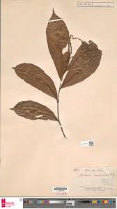 Image result for Antidesma membranaceum