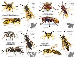 Https S Media Cache Ak0 Pinimg Com 736x 87 Ff 3d 87ff3d871fb47cf11692feff7a69fc2f Jpg Bee Bee Identification Yellow Jacket
