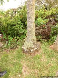 Image result for Acanthophoenix