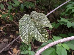 Image result for Ampelocissus