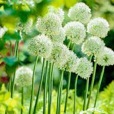 Breck S Mount Everest Allium Bulbs 5 Pack 88342 The Home Depot White Plants Bulb Flowers White Flowers