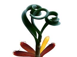 Image result for Gethyllis