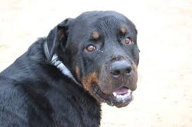 Popular in this context means popular names that haven't very often been used for dogs but make a surprisingly good fit for their character. 350 Strong Female Dog Names For Your Tough Puppy Petpress