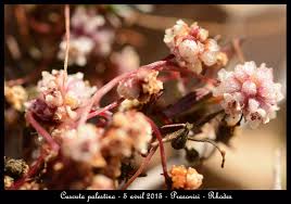 Image result for Cuscuta planiflora