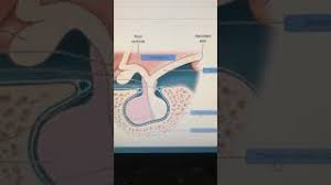 Rupture of the tendon of the biceps ultrasound and magnetic resonance imaging (mri) may help identify muscle injuries, bicipital. Drag The Labels Onto The Diagram To Identify Structures Cute766