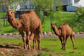 An african mammal, closely related to and resembling the giraffe, but smaller and with a much shorter neck. Feed The Dromedary Camel The Farm At Walnut Creek