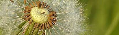 Can Rabbits Eat Dandelions Rabbit Eating Dandelion Canning