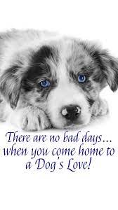 20 Free Dog Wallpapers I Phone And Android 20 Hd Sized Homescreen Wallpaper Dog Pictures Dogs Best Dog Quotes Dog Wallpaper