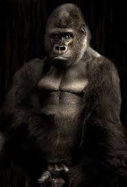اجمل صور حيوانات اليفة ومفترسة وصور كلاب وقطط مضحكة جدا 2018 Gorilla Big Gorilla Silverback